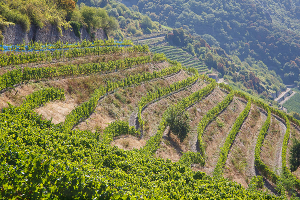 Weingut Laquai - Weinlese 2018 in den Querterassen